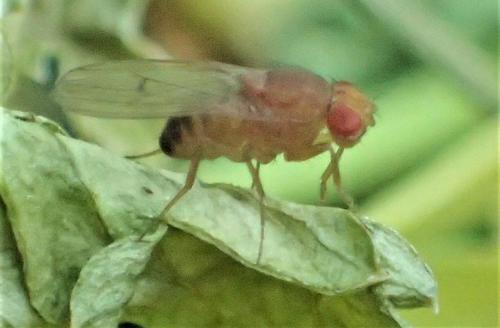 Réf. 288 005 : Drosophila immigrans